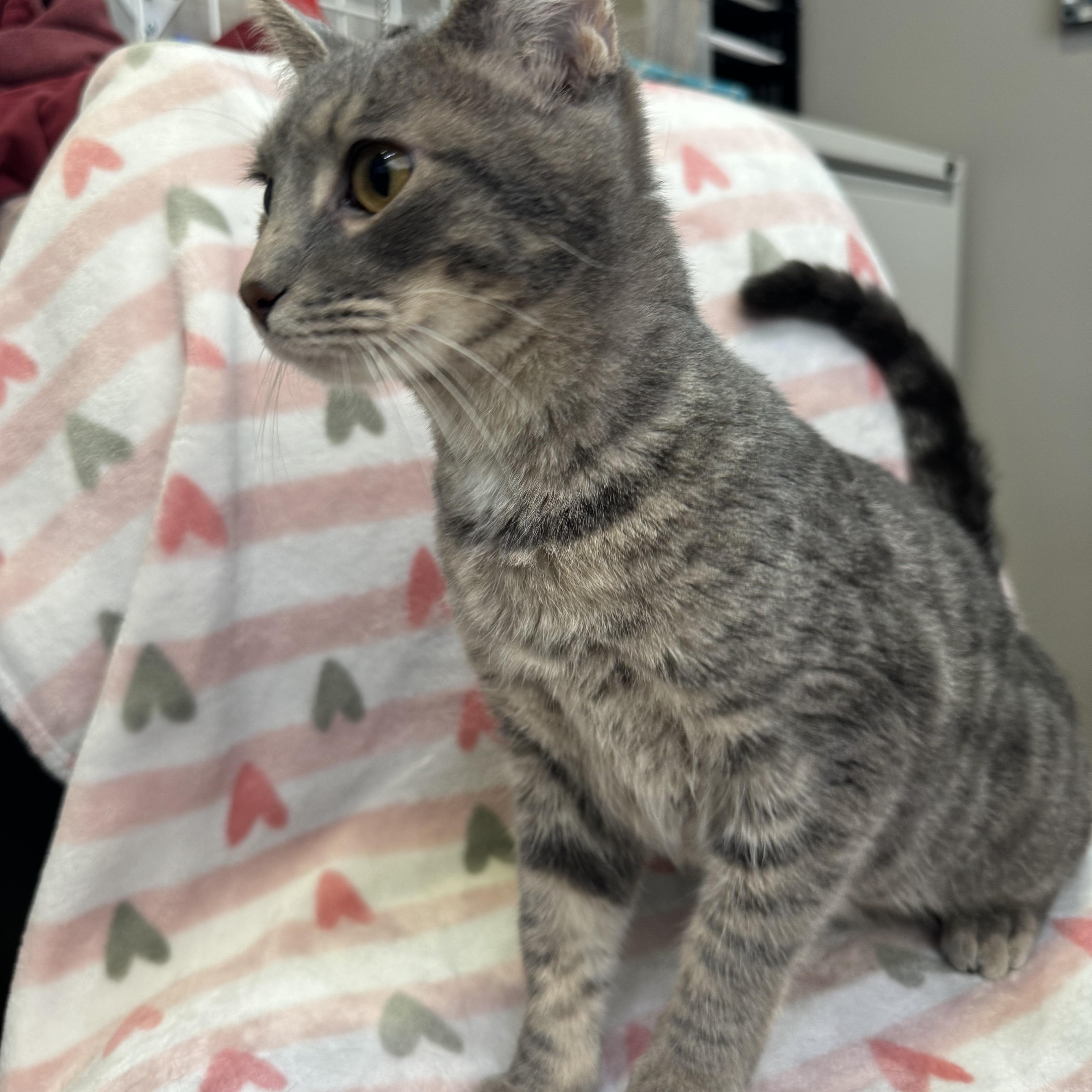 A young small-sized male Gray / Blue / Silver Tiger cat named Jax for adoption in Waterloo, IA