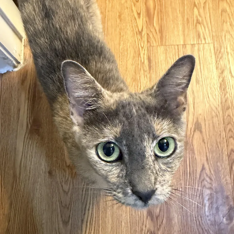 Rosie thumbnail 3