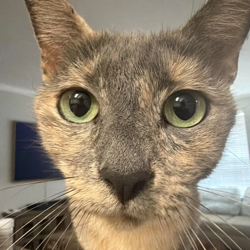 Rosie thumbnail 5