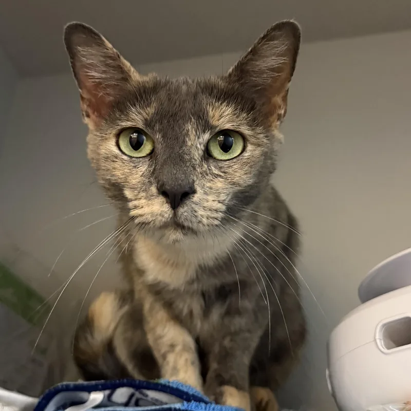 Rosie thumbnail 6