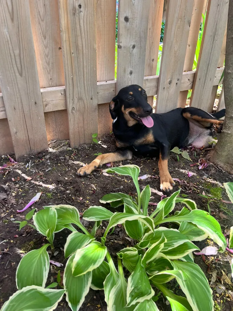 A baby medium-sized female Bicolor Mixed Breed dog named Tarion for adoption in Richmond, VA