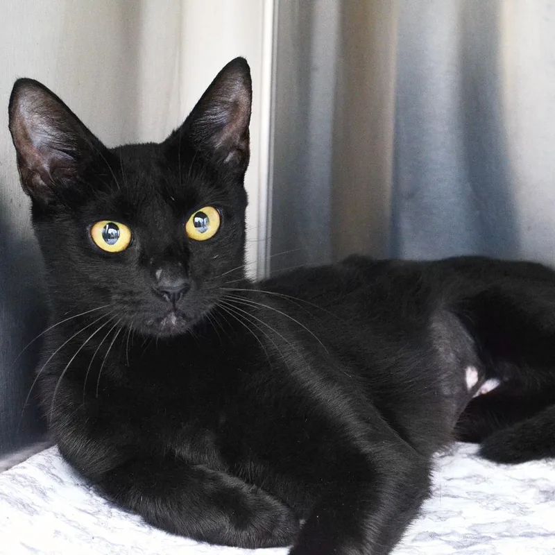 An adult medium-sized female Black Domestic Short Hair cat named Artiuno for adoption in Sanford, FL