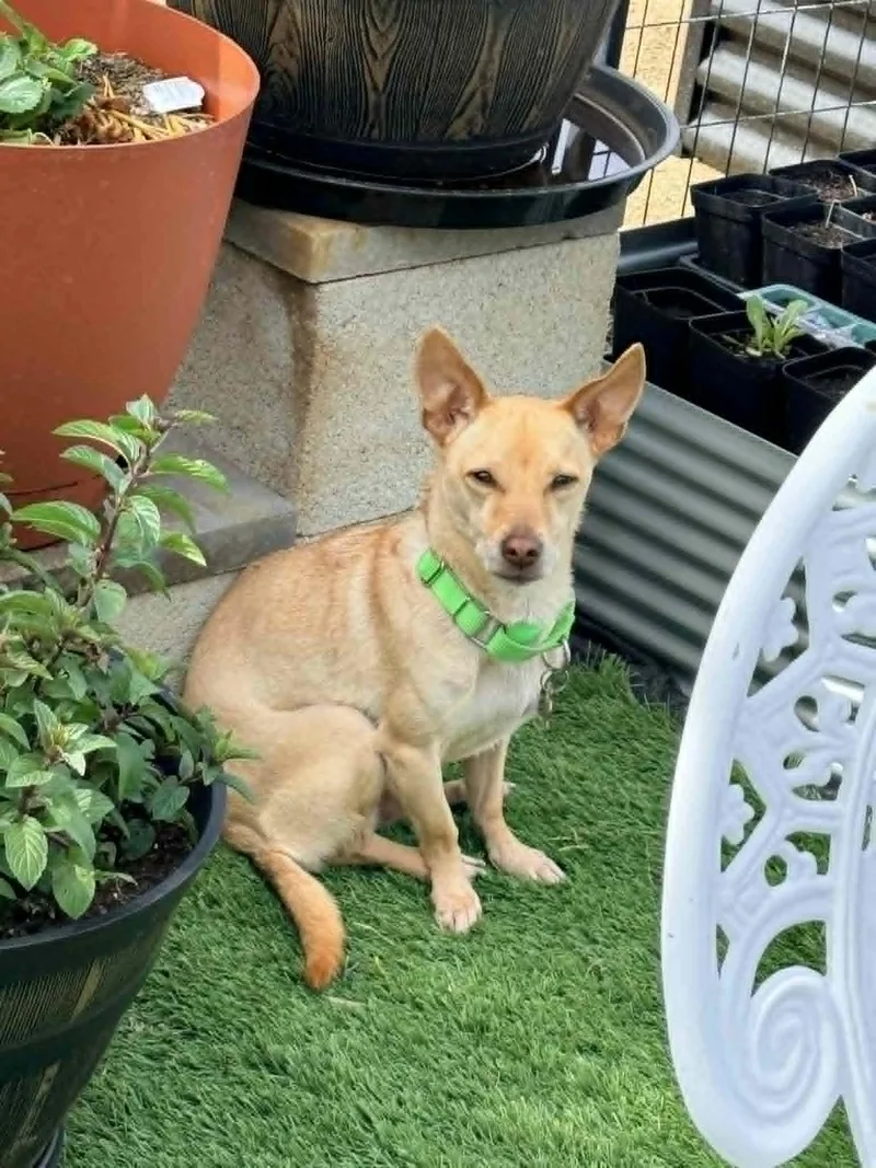 An adult small-sized male Chihuahua dog named Junior for adoption in Anza, CA