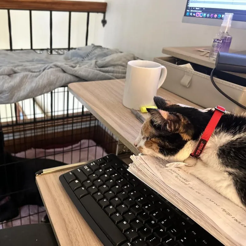 An adult medium-sized female Calico Domestic Short Hair cat named Meredith C for adoption in Minnetonka, MN