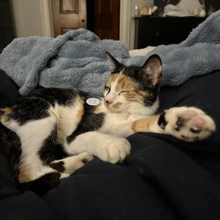 Meredith C thumbnail 3