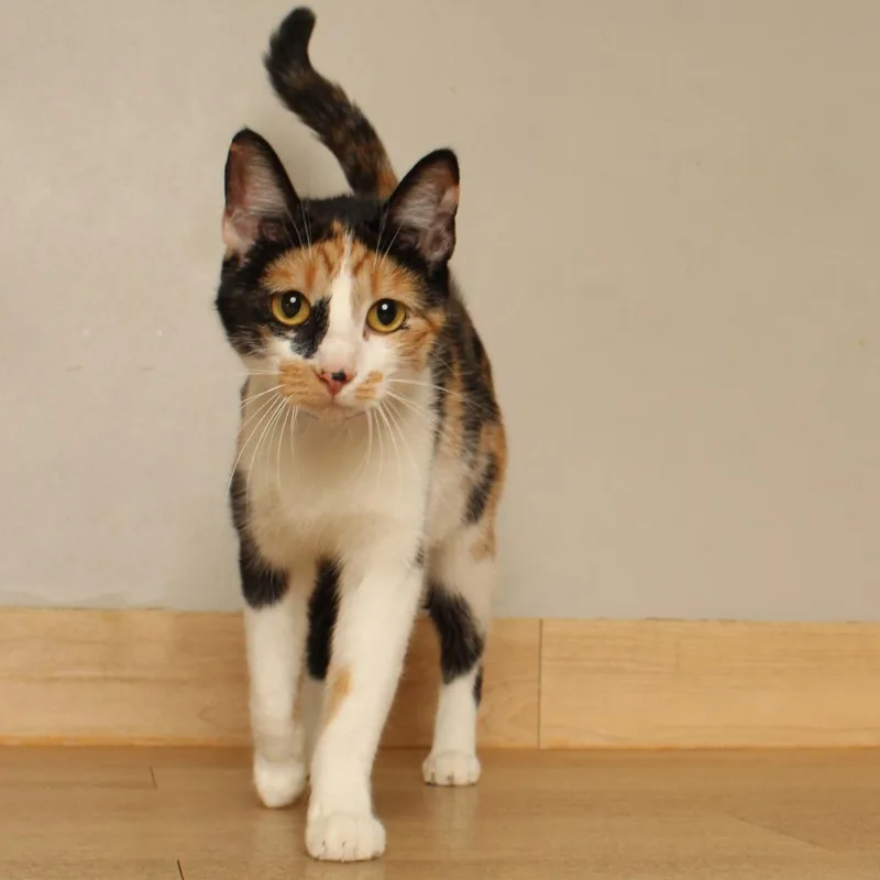 Meredith C thumbnail 5