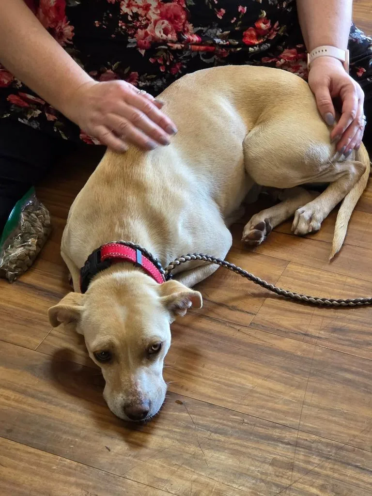A young medium-sized female Mixed Breed dog named Mia for adoption in Mesa, AZ