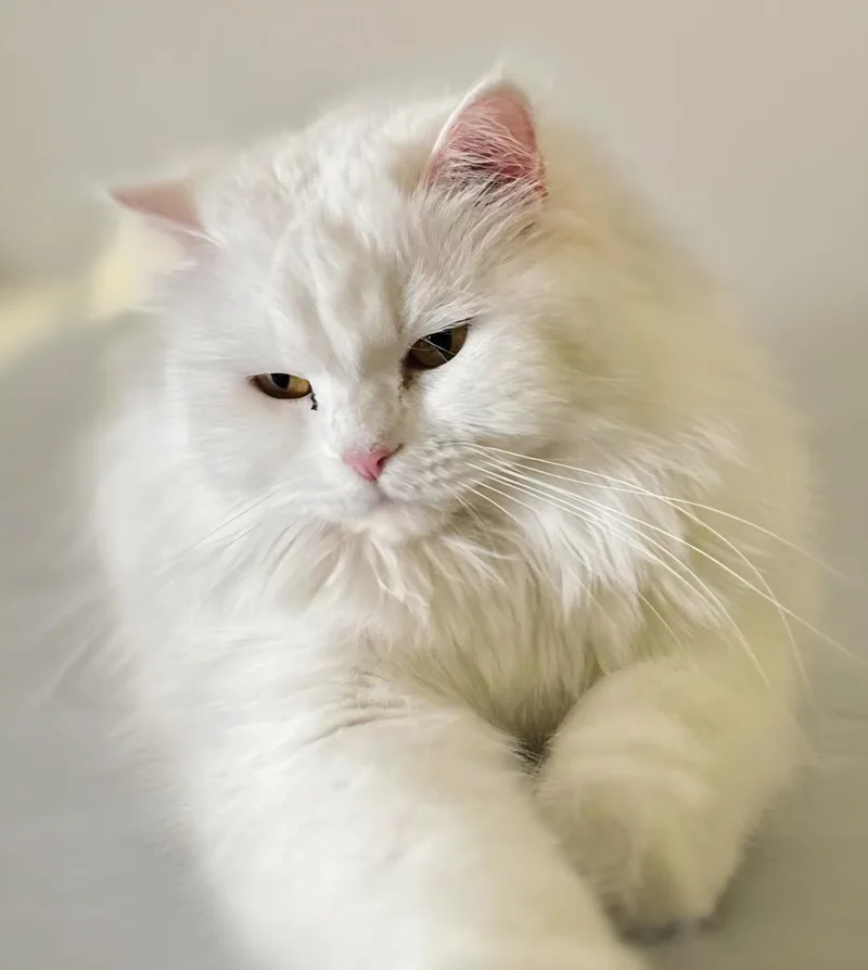 An adult medium-sized female Persian cat named Bella for adoption in Snow Hill, MD