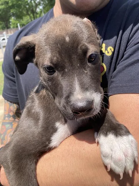 A baby large-sized male Mixed Breed dog named Lincoin for adoption in Dallas, TX