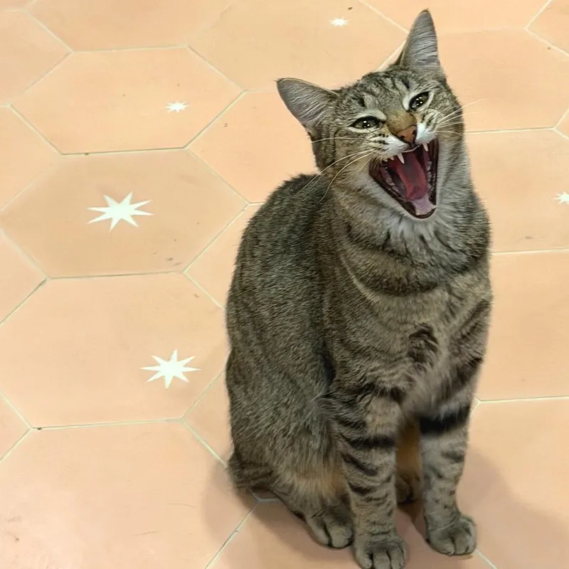 A young small-sized female Brown / Chocolate Domestic Short Hair cat named Nutmeg for adoption in Los Angeles, CA