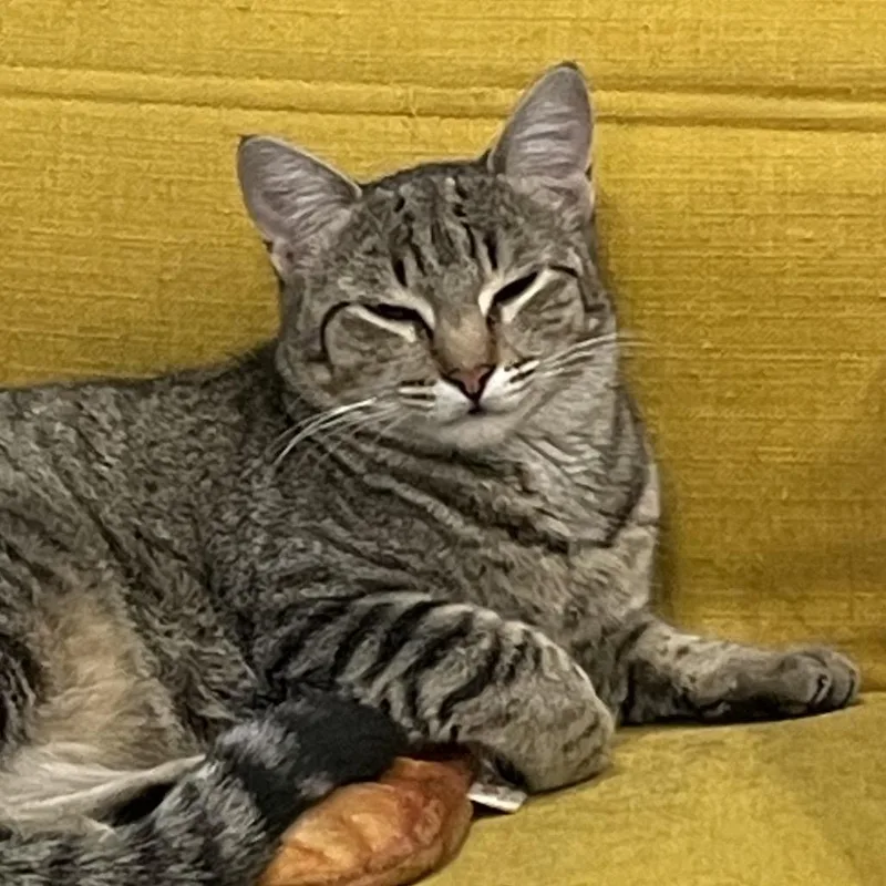 Nutmeg thumbnail 2