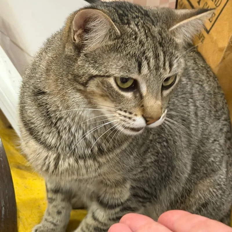 Nutmeg thumbnail 3