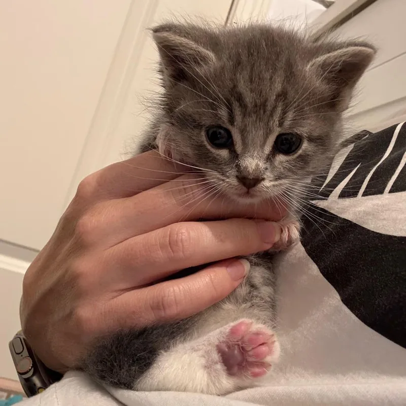 A baby small-sized male Gray / Blue / Silver Domestic Short Hair cat named Thor for adoption in Escondido, CA