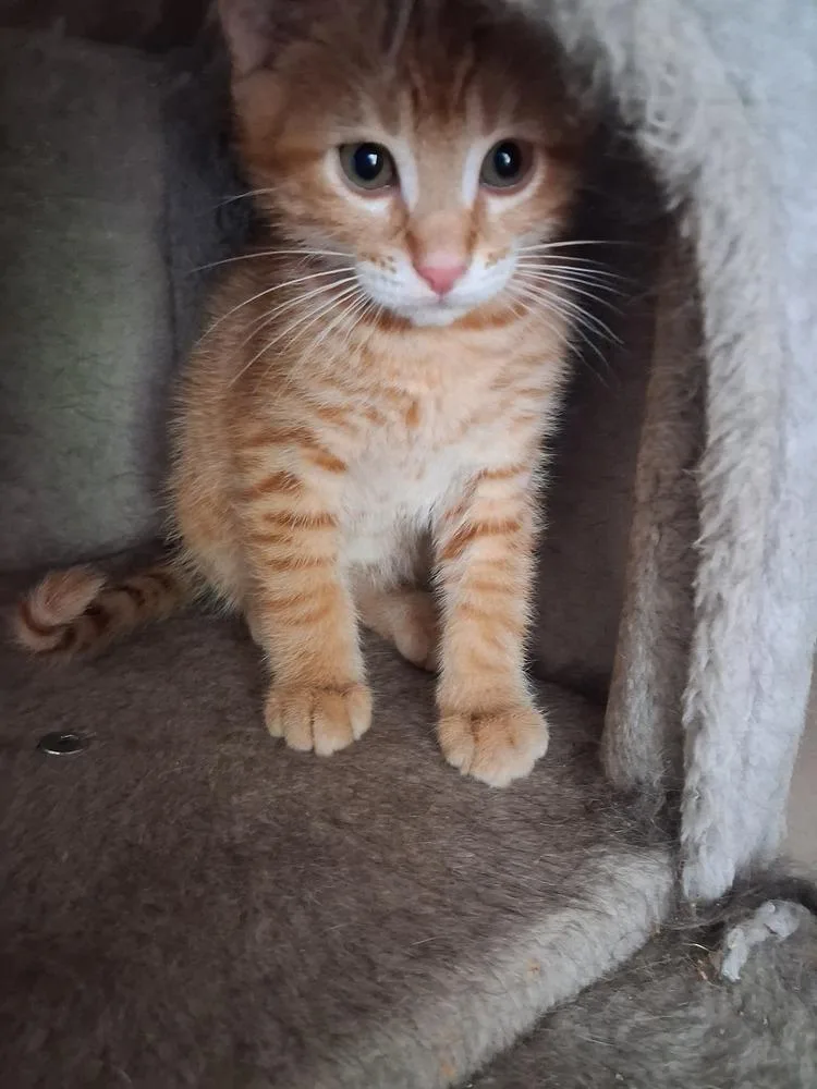 A baby small-sized male Domestic Short Hair cat named Avery for adoption in Wheaton, IL