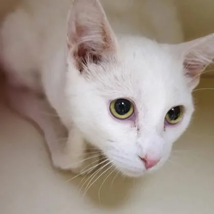 A young medium-sized female Domestic Short Hair cat named Cotton for adoption in Verona, WI
