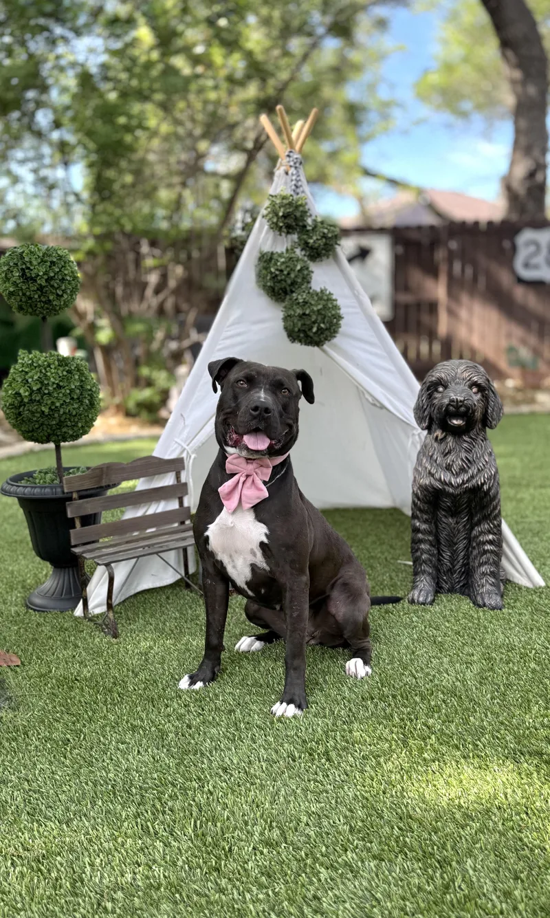 An adult medium-sized female American Staffordshire Terrier dog named Noelle for adoption in San Antonio, TX