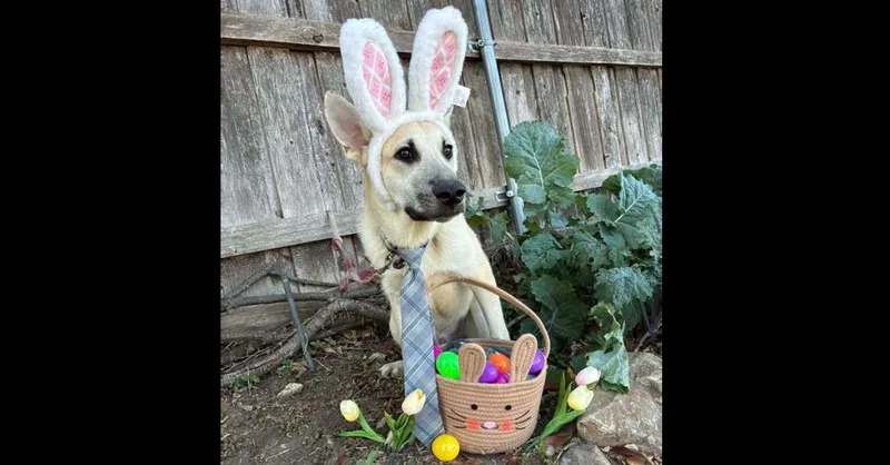 A young medium-sized male German Shepherd Dog dog named Thanksgiving Pups: Tater for adoption in Dallas, TX