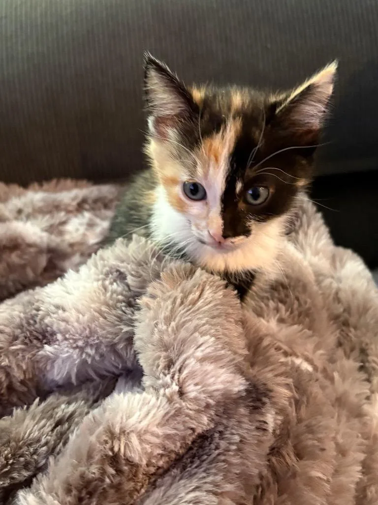 A baby medium-sized female Domestic Short Hair cat named Indie for adoption in Peoria, AZ
