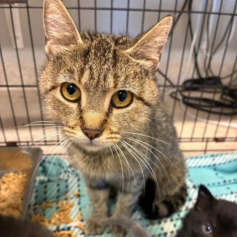 An adult medium-sized female Domestic Short Hair cat named Potato for adoption in Horn Lake, MS