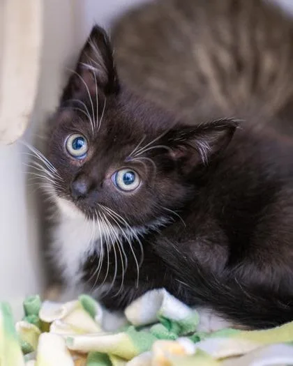 A baby small-sized female Domestic Short Hair cat named Elowen for adoption in Pequot Lakes, MN