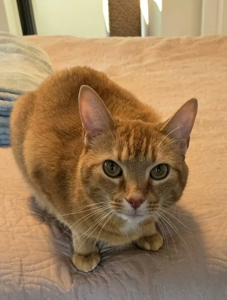 An adult medium-sized male Tabby (Orange / Red) American Bobtail cat named Finnigan for adoption in East Greenville, PA