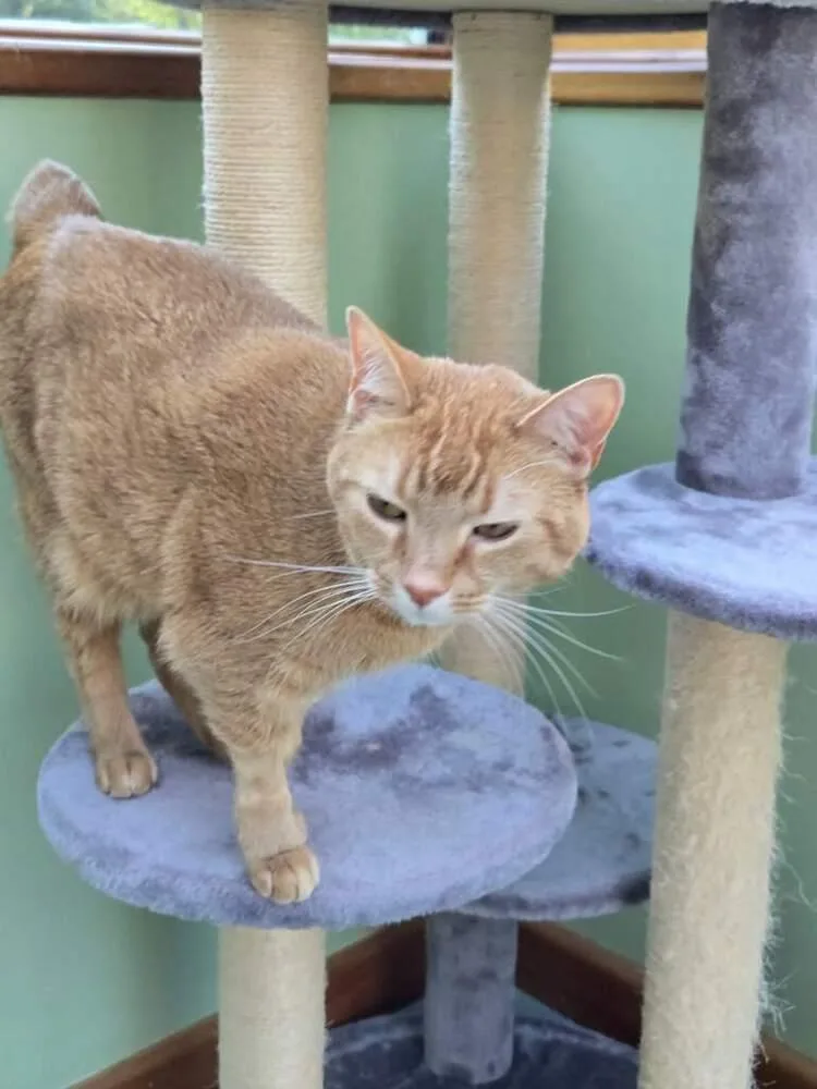 Finnigan thumbnail 2