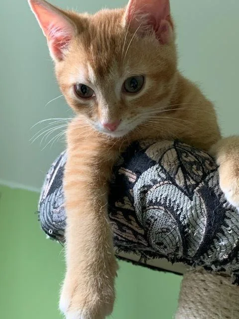 Finnigan thumbnail 3