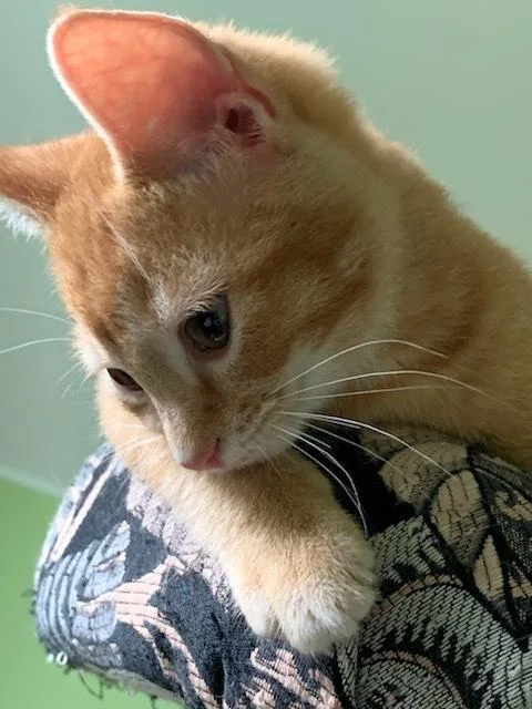 Finnigan thumbnail 4