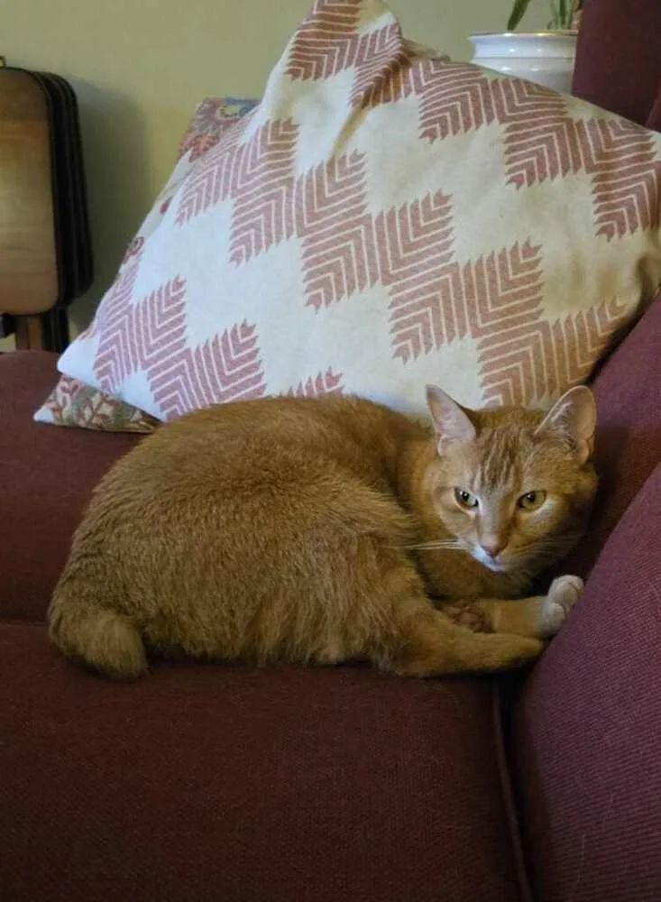 Finnigan thumbnail 5