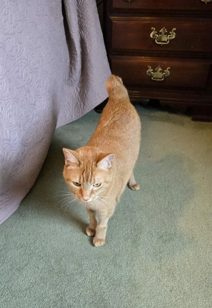 Finnigan thumbnail 6