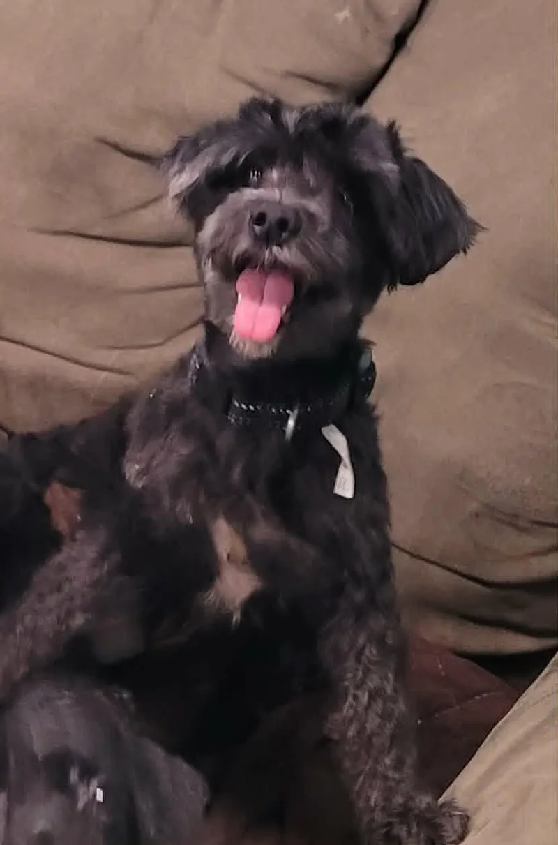 An adult small-sized female Black Poodle (Toy) dog named Pixel  Sweet Little for adoption in Meriden, CT