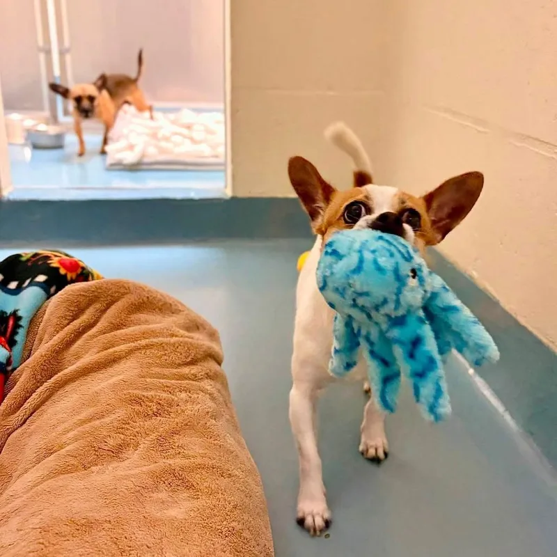 An adult small-sized male White / Cream Chihuahua dog named Rocky for adoption in Brockton, MA