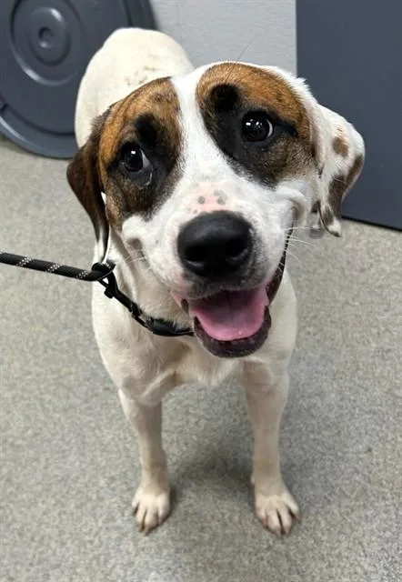 An adult medium-sized female Pit Bull Terrier dog named Myra for adoption in Huntsville, AL
