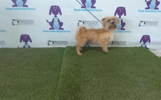An adult small-sized male Cairn Terrier dog named Koko for adoption in Orlando, FL