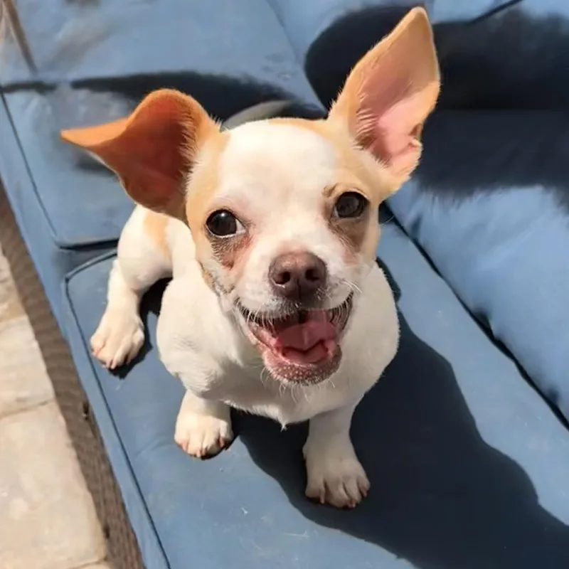 A baby small-sized female Black Chihuahua dog named June Bug for adoption in Charlotte, NC