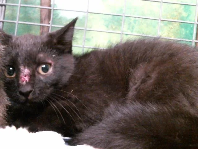 A baby small-sized male Domestic Short Hair cat named Aspen for adoption in Houston, TX