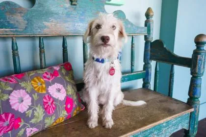 A baby small-sized female Wheaten Terrier dog named Morton for adoption in San Antonio, TX