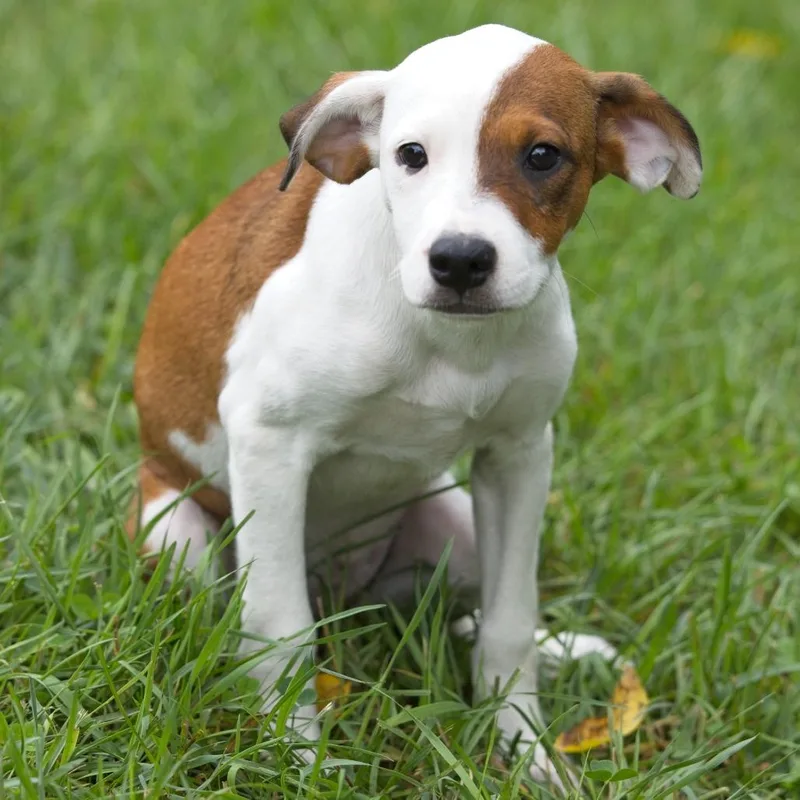 A baby medium-sized female Brown / Chocolate Mixed Breed dog named Calypso for adoption in South Elgin, IL