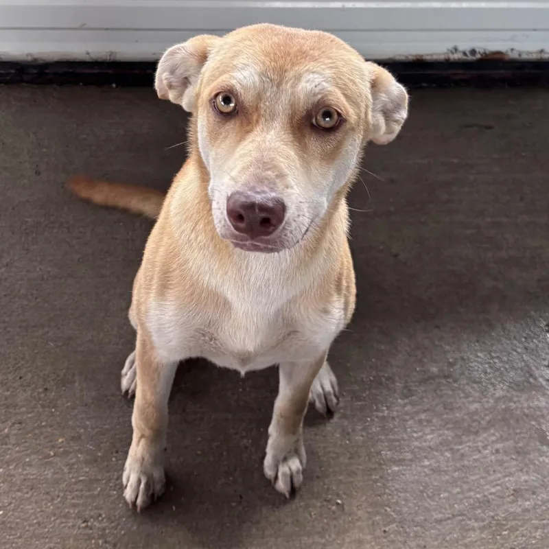 A young medium-sized female Yellow / Tan / Blond / Fawn Carolina Dog dog named Riley for adoption in Floresville, TX