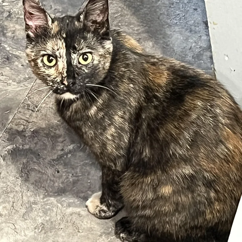 A young medium-sized female Tortoiseshell Domestic Short Hair cat named Rosie Willis for adoption in Berkeley Heights, NJ