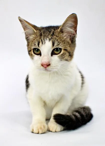 A baby small-sized female Domestic Short Hair cat named Sasparilla for adoption in Morton Grove, IL