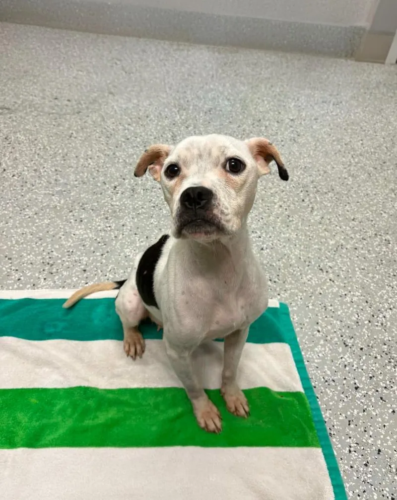 An adult medium-sized female American Staffordshire Terrier dog named Maybelle for adoption in New Bern, NC