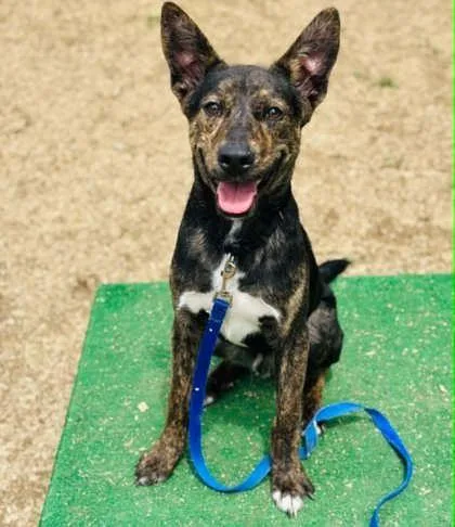An adult medium-sized male Mixed Breed dog named Yogi for adoption in West Chester, PA