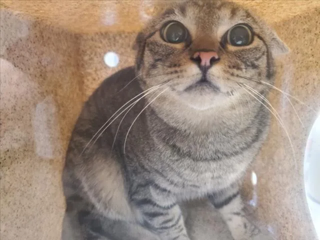 A young small-sized male Domestic Short Hair cat named Pumpernickel for adoption in Loveland, CO