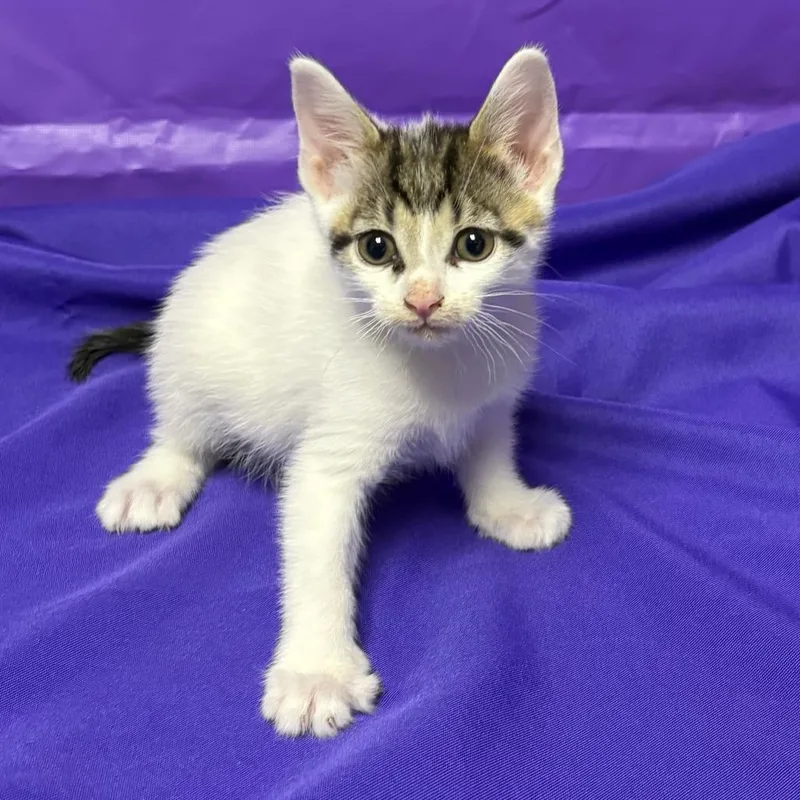 A baby small-sized male White Domestic Short Hair cat named Indigo for adoption in North Myrtle Beach, SC