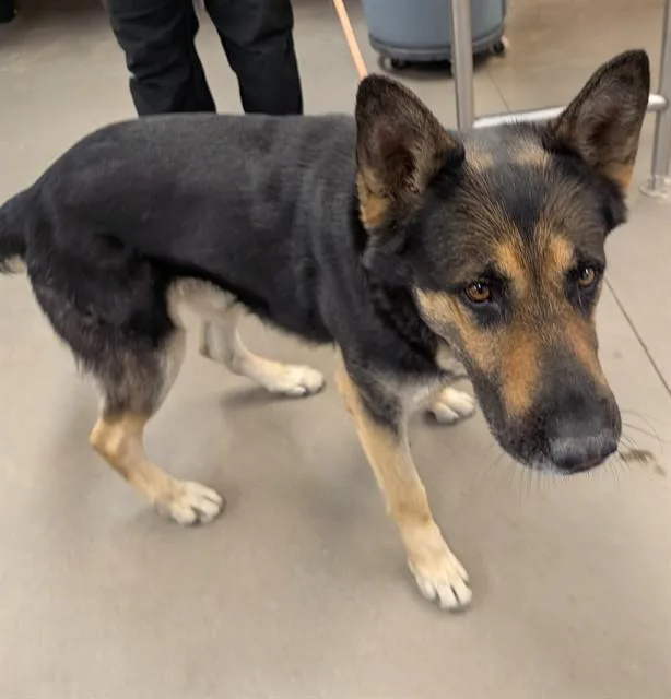 A young large-sized male German Shepherd Dog dog named Flip for adoption in Phoenix, AZ