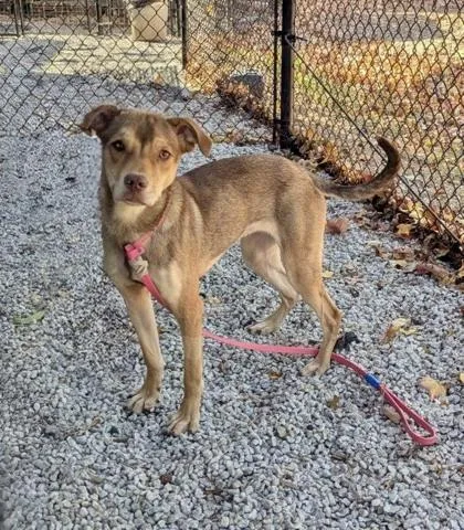 An adult medium-sized female Mixed Breed dog named Featurette for adoption in Chamblee, GA