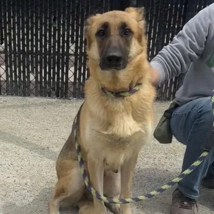 Nala