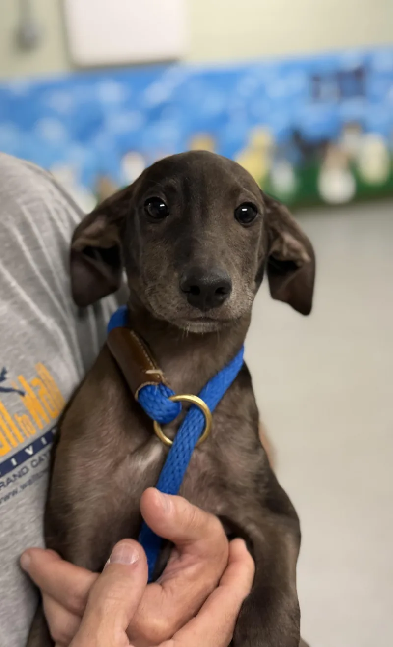 A baby medium-sized male Beagle dog named Graham for adoption in Milford, CT