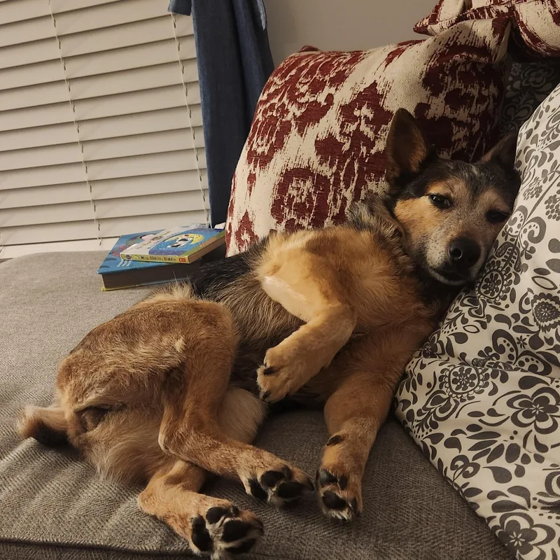 A senior medium-sized female Australian Cattle Dog / Blue Heeler dog named Mabel for adoption in Hempstead, NY
